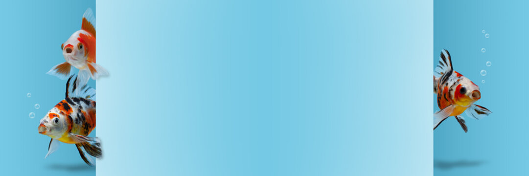 Mockup template with three fishes with open mouth looking out from a blank sheet of paper, Amazed astonished surprised shocked concept, Copyspace