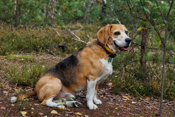 dog in the park