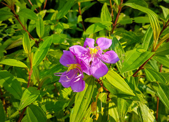 Purple flower in jungle Chi Phat village Cardamon mountains Cambodia