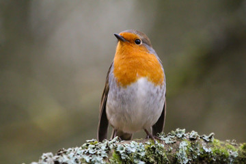 robin