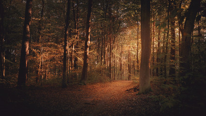 Autumn, Herbst, Wald, Forest, Trees, Bäume, Waldweg