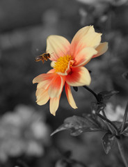 The inexplicable attraction for her fragance..