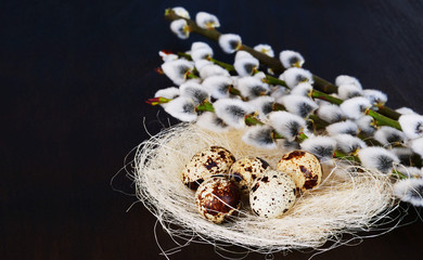 Happy Easter! Quail eggs in nest with pussy willow flowers, Easter background