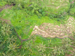 Aerial view of palm and rice terraces in Bali.