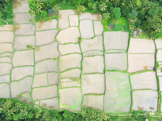 Aerial: Rice terraces squares flooded with water in Bali.