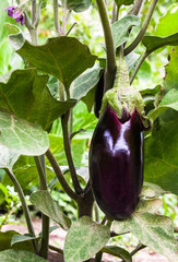Growing the eggplants (aubergine)
