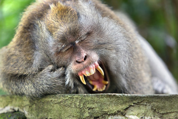 A large monkey yawns widely lying on a stone.