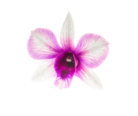 Fototapeta na wymiar Beautiful white purple orchid Dendrobium bigibbum or Cooktown orchid or mauve butterfly orchid single flower isolated on white background. Clipping path.