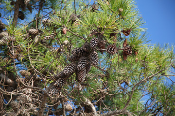 Beautiful branch of mediterranean pine tree with cones