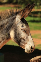 Portrait of a young donkey