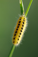 Six-spot Burnet caterpillar (Zygaena filipendulae) on a stem