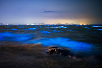 Glow plankton On the tip of the sea waves in Chonburi province Visible with the naked eye in the dark