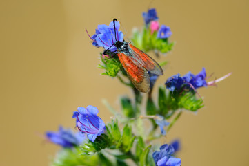 Transparent burnet (Zygaena purpuralis) in Donau-Auen National Park, Austria