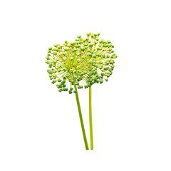 Giant Onion seed head or Allium Giganteum isolated on white background. Allium hybrid ornamentals