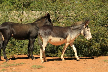 Fototapeta premium Domestic animals / pair of donkeys at a farm