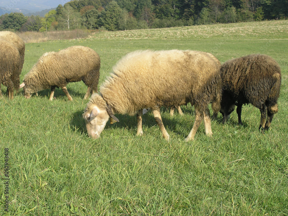 Wall mural sheep in the meadow with green grass and beautiful sunny day