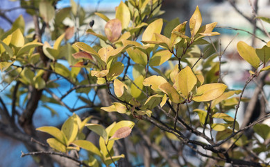 겨울 광나무 잎