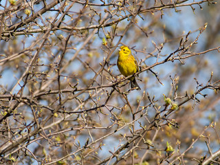 Yellowhammer perching on a branch in the riverine forest near Danube, Slovakia