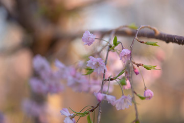 cherry blossoms on a branch