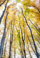Yellow trees against the sky