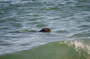 Fototapeta premium Grey Seal Swimming