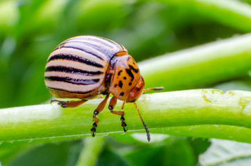 Colorado potato beetle crawling on the branches of potato