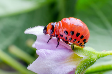Red larva of the Colorado potato beetle eats potato leaves