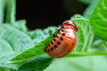 Red larva of the Colorado potato beetle eats potato leaves
