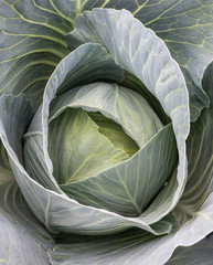 Fototapeta premium Fresh cabbage head. Close-up.