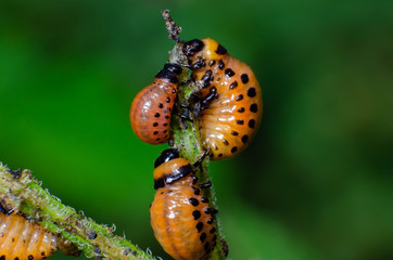 Red larva of the Colorado potato beetle eats potato leaves