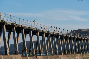 Cormorants, Whitby harbour 