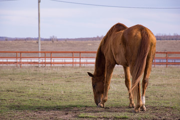 Grazing horse