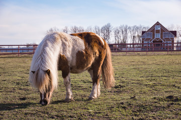 Grazing pony