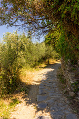 Italy, Cinque Terre, Corniglia, a path with trees on the side of a river