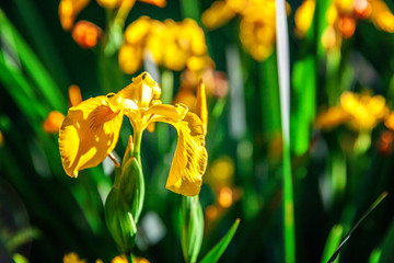 Flower bed with yellow irises and blurred bokeh background. Inspirational natural floral spring or summer blooming garden or park. Colorful blooming ecology nature landscape © Юлия Завалишина