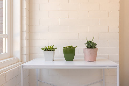 Three succulents in pots on white table against painted brick wall and window