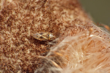 Macro Close Up Bulrush - UK