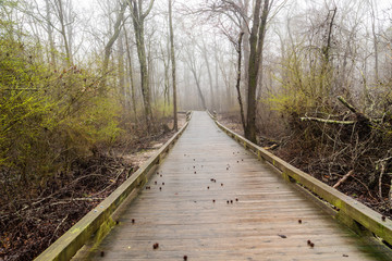A woodland walkway through a marshland after heavy rains