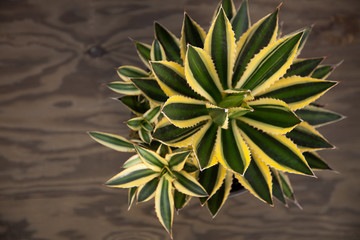 Variegated Agave Plant