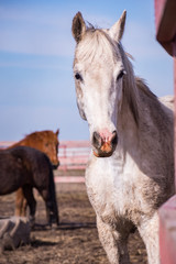 Fototapeta premium Pasturing horses