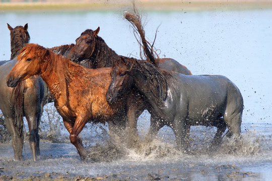 Wild Russian Don horses on river Manych. Splashing in the water.