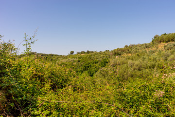 Obraz premium Italy, Cinque Terre, Corniglia, a tree in a forest