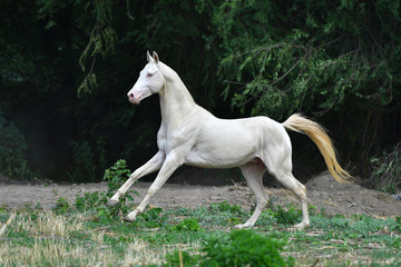 Obraz na płótnie Canvas Cremello Akhal Teke stallion running in gallop through the field near woods. Horizontal, side view, in motion.