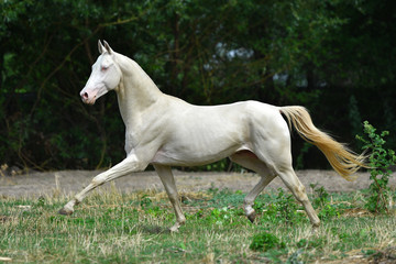 Obraz na płótnie Canvas Cremello Akhal Teke stallion running in trot through the field near woods. Horizontal, side view, in motion.