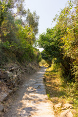 Fototapeta na wymiar Italy, Cinque Terre, Corniglia, a dirt path next to a tree