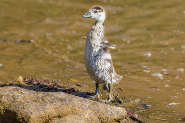 EGYPTIAN GOSLING STANDING WITH WINGS OPEN WIDE