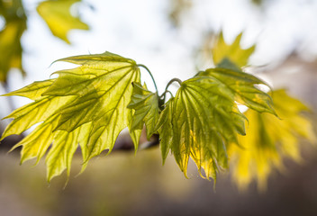 Young green leaves of the maple tree