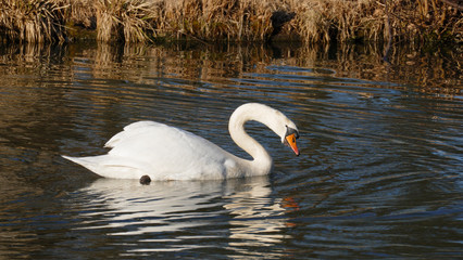 weißer Schwan, schwimmt auf  einem See, und wärmt sich in der sonne