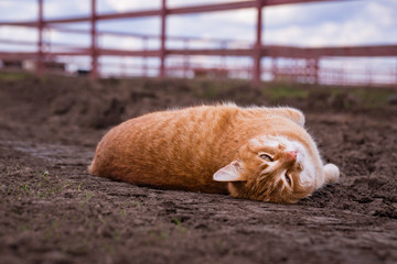 Cat on a ranch