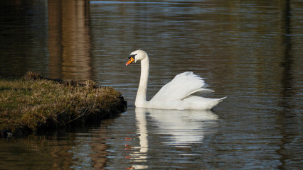 wei&szlig;er Schwan, schwimmt auf  einem See, und w&auml;rmt sich in der sonne